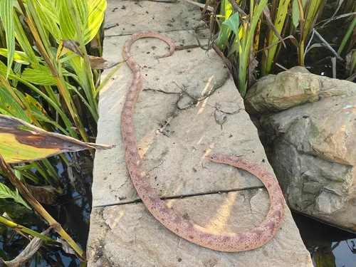 Miniatura 2 de Serpiente de goma de 53 pulgadas, juguete realista de serpientes falsas para bromas del día de los inocentes, Halloween (marrón)