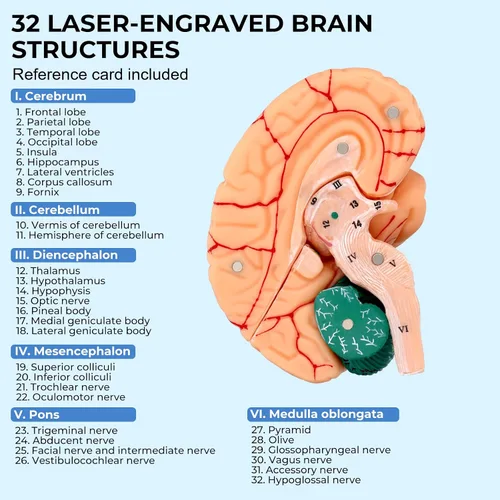 Miniatura 4 de Modelo de anatomía del cerebro humano, modelo cerebral de tamaño natural de 8 partes con estructura magnética desmontable, numeradas 32 estructuras