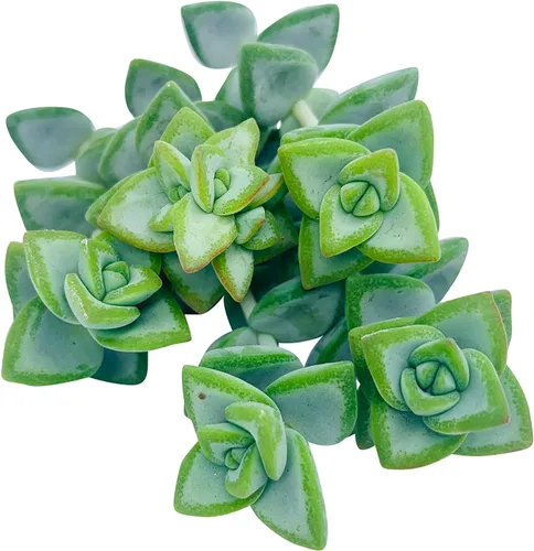 Miniatura 29 de Tallos de Suculentas Vivas (3 Sedum Morganianum Colas de Burro), Plantas Suculentas Vivas, Planta Suculenta SIN Raíces, Plantas de Casa Vivas