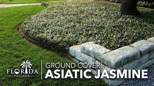 Miniatura 4 de Jazmín asiático 3 pipas vivas de raíz desnuda Trachelospermum Asiaticum Plantas de cobertura del suelo de bajo mantenimiento Árbol de hoja