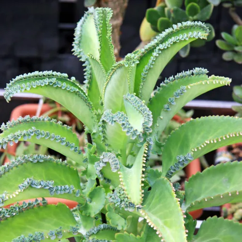Planta viva madre de miles Kalanchoe Plantas de inicio, plantas de interior Kalanchoe suculentas, maceta de 2.5 pulgadas