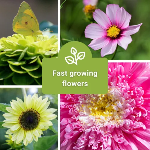 Miniatura 5 de Sow Right Seeds - Colección anual de jardín de semillas de flores para plantar - 5 paquetes que incluyen caléndula, zinnia, áster de China, girasol