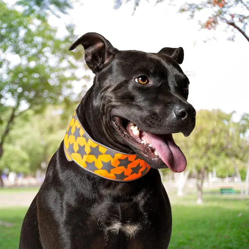 Miniatura 7 de SafetyPUP XD Collar reflectante para perro – Collar de perro naranja resplandeciente, cierre ajustable para un collar personalizable de alta