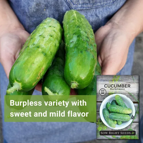 Miniatura 3 de Sow Right Seeds - Semillas de pepino Marketmore para plantar - Paquete de reliquia sin OMG con instrucciones para plantar y cultivar un huerto
