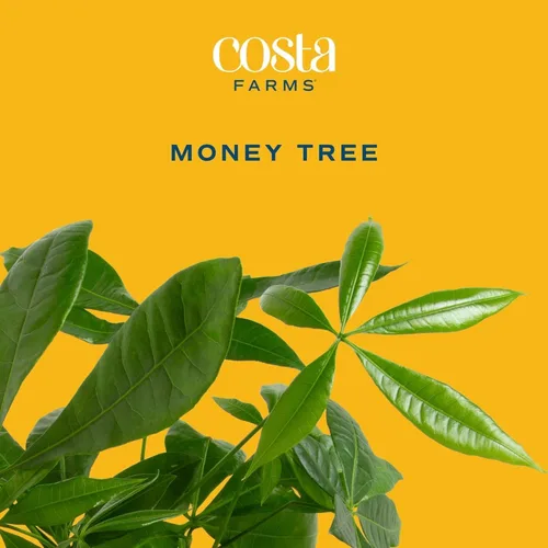 Miniatura 3 de Costa Farms Árbol del Dinero, planta viva en maceta decorativa, purificadora de aire, planta de interior grande, perfecta para decoración del hogar