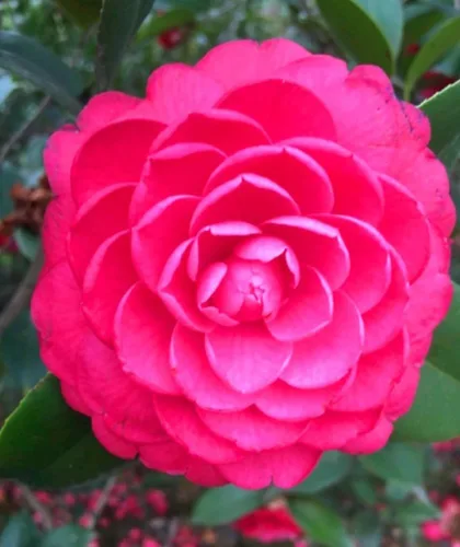 Miniatura 5 de 100PCS Semillas dobles Camelia Impatiens Color mezclado Impatiens Balsamina Semillas