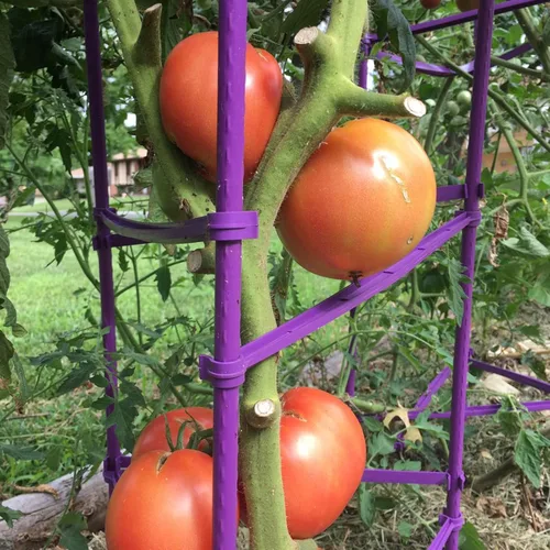 Miniatura 3 de Jaula de tomate de 5 pies de alto sin empalme, paquete de 6 estacas de tomate grandes, estacas para plantas de jardín, soportes de escalada, 40