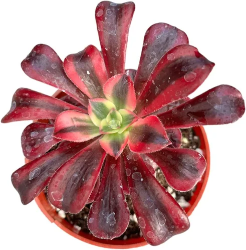 Miniatura 6 de Plantas de cactus suculentas vivas raras (maceta Monanthes polyphylla)