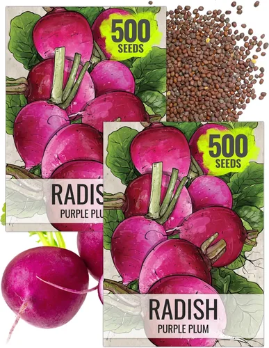 Miniatura 21 de Seed Needs Semillas de rábano para plantar rábanos sandía, reliquia sin OMG y sin tratar, cultiva un huerto cultivado en casa, cultivos para clima