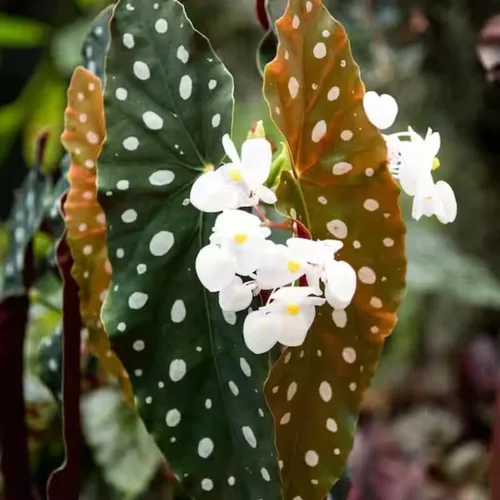 Combo de 4 begonias plantas de interior vivas para interiores, planta viva de begonia maculata de ala de ángel, begonias de lunares para exteriores,