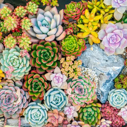Miniatura 5 de Mountain Crest Gardens Paquete de Variedad Definitiva de Suculentas - 6 Plantas Vivas Únicas, Enraizadas en Macetas de 2 Pulgadas - Suculentas