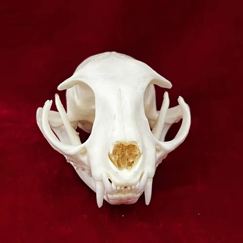 Miniatura 2 de Calaveras de animales reales en taxidermia, espécimen de huesos reales, suministros de taxidermia para educación científica, regalo especial