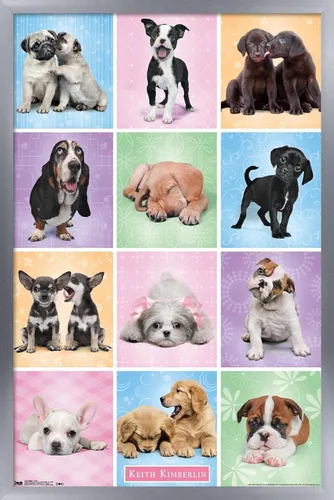 Miniatura 9 de Trends International Póster de pared Puppies Cuties, 22.375 x 34 Versión con marco negro