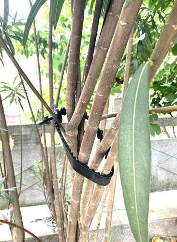 Miniatura 5 de Juego de 5 soportes para árbol ajustables para árboles y plantas, sistema de entrenamiento de árboles, correas resistentes para enderezar, correas