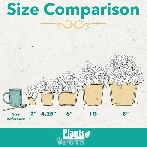 Miniatura 6 de Planta de serpiente viva, Sansevieria Zeylanica, planta de interior en maceta, planta de lengua de suegra Sansevieria viva, planta suculenta en Olla