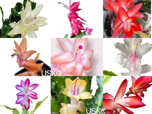 Miniatura 2 de Live Holiday Cactus Plants Acción de Gracias Cactus (maceta de 2 pulgadas)