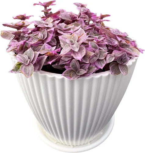 Miniatura 2 de Plantas suculentas vivas Pink Lady (4 pulgadas), vienen con maceta de plástico moderna, planta de interior de fácil cuidado, regalos únicos
