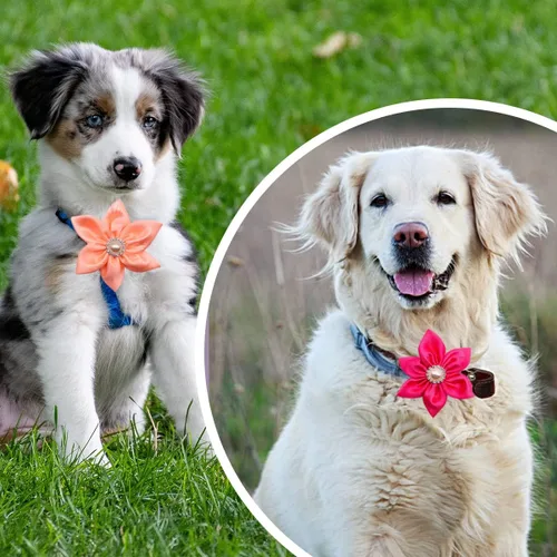 Miniatura 7 de PET SHOW Dijes de flores para perros pequeños de San Valentín, accesorios para perros medianos y grandes, gatos, cachorros, conejos, cerdos, lazos
