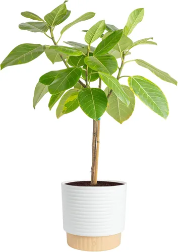 Miniatura 11 de Costa Farms Planta de goma burdeos, árbol ficus elastica vivo para interiores en maceta de vivero, mezcla de tierra para maceta, regalo para Maceta