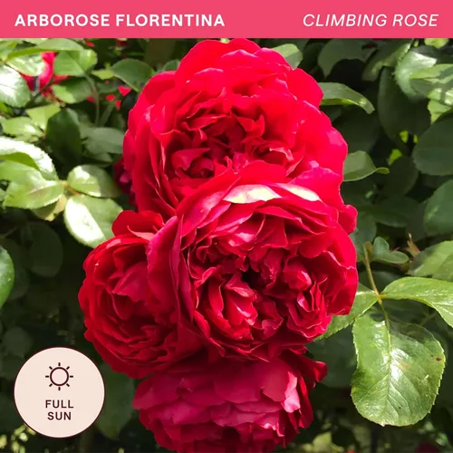Miniatura 4 de Rosas trepadoras tradicionales, planta de raíz viva para jardín al aire libre, Arborose® Florentina, moderadamente fragante, zonas de rusticidad