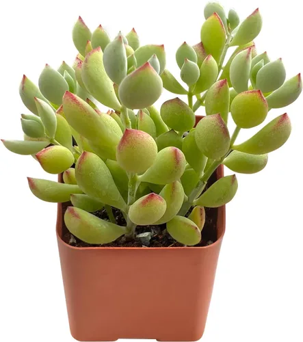 Miniatura 2 de Sprout N Green Cotyledon Pendens, mini planta suculenta viva totalmente enraizada en maceta de 2 pulgadas, planta de casa real para el hogar