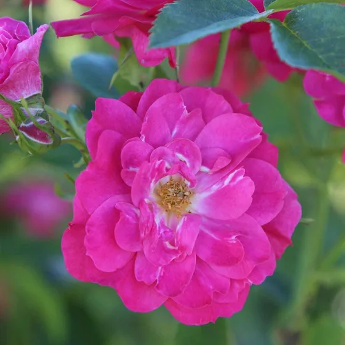 Miniatura 5 de Heirloom Roses Planta de rosas - John Cabot Rose Bush, planta viva resistente para plantar al aire libre