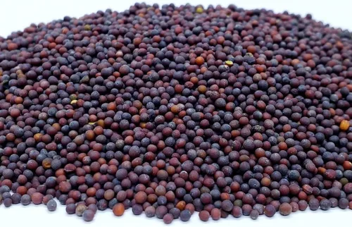 Miniatura 2 de 5000 semillas de mostaza de hoja ancha Florida para plantar, crecimiento rápido, tolerantes al calor y al frío, sin OMG, semillas de jardín