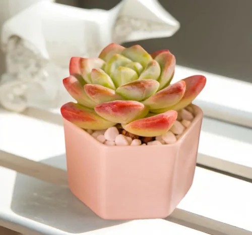 Miniatura 5 de Echeveria - Plantas suculentas vivas raras de color verde hielo, planta viva rosa de 1 cabeza de 3.5 pulgadas, paquete sin maceta y tierra