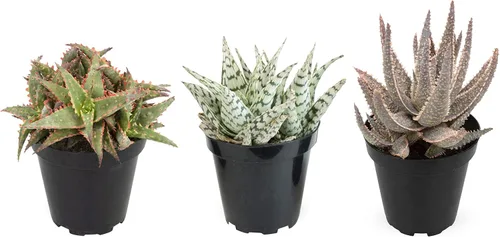 Plantas suculentas de aloe vivo (paquete de 3), plantas suculentas viven en tierra para macetas, plantas suculentas en maceta, plantas vivas de Negro