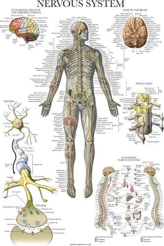 Miniatura 7 de Palace Learning Paquete de 2 pósteres de anatomía de nervios espinales y sistema nervioso, juego de 2 gráficos anatómicos, columna