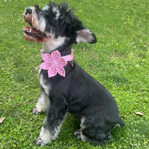 Miniatura 5 de Collar de verano para perro con flores, collar de algodón con bonitas flores, collar de flores rosas para cachorros, machos, hembras, perros