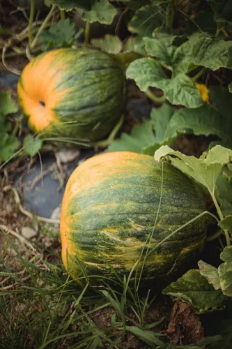 Miniatura 4 de Semillas de calabaza orgánicas, crudas, sin OMG, sin cáscara sin sal a granel (5 libras)