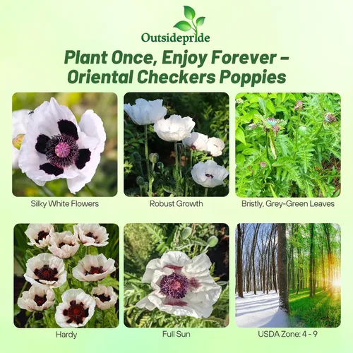 Outsidepride Papaver Orientale Semillas de amapola para plantar, 100 unidades. Semillas anuales, tolerantes a la sequía y fáciles de cultivar con