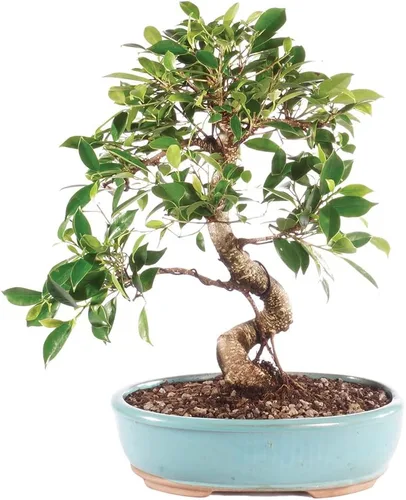 Miniatura 12 de Brussel's Bonsai, Bonsai de Ficus Golden Gate