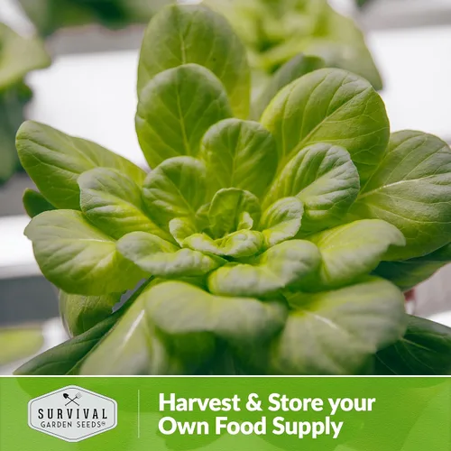 Miniatura 5 de Survival Garden Seeds - Semilla de Tatsoi Black Knight para plantar - 1 paquete con instrucciones para plantar y cultivar deliciosas verduras