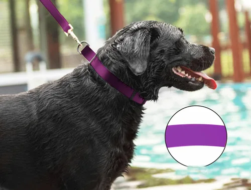 Miniatura 6 de Collares de perro impermeables, fácil de limpiar, collares ajustables para perros pequeños, medianos y grandes (morado, M)