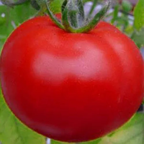 Semillas de tomate Peron Sprayless ~ 25 Semillas – Semillas de jardinería agrícola, de polinización abierta, sin OMG, semillas de jardinería