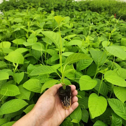 Miniatura 4 de Granadilla Gigante de Fruto de la Pasión (Paquete de 4) Viva en Venta Plantas Fáciles de Cultivar Planta de Fruta Comestible para Vida