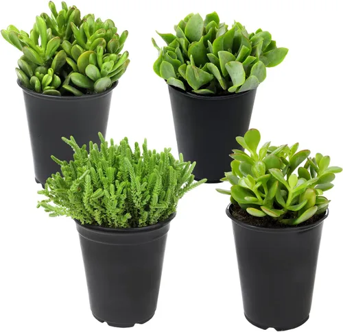 Miniatura 16 de Suculentas Echeveria de 1 cuarto de galón, 4 unidades, suculentas vivas recuerdos de fiesta en macetas suculentas, plantas suculentas vivas plantas