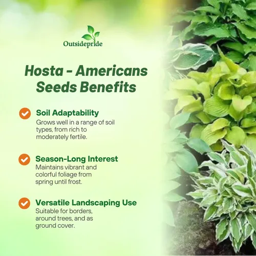 Miniatura 3 de Outsidepride Hosta American Seeds - 100 unidades. Perenne, fácil de cultivar y de bajo mantenimiento, semillas de flores para plantar follaje mixto
