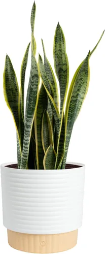 Miniatura 21 de Costa Farms - Planta de serpiente, Sansevieria, planta viva en maceta decorativa, fácil de mantener, suculenta purificadora de aire para interiores