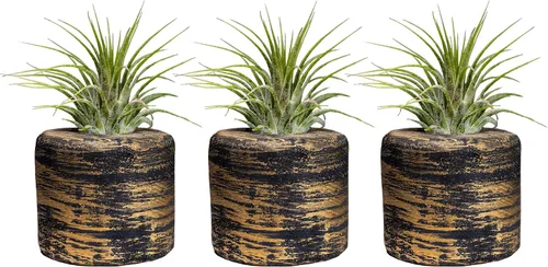 Miniatura 5 de 3 soportes decorativos para plantas de aire de barril + 3 plantas de aire Tillandsia gratis: cocina, dormitorio, baño, oficina, bodas y baby