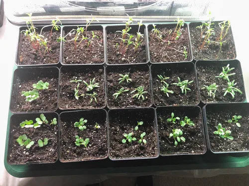 Miniatura 3 de EarlyGrow Propagador de cúpula grande con 2 extensores de altura, bandejas de plántulas y juego de clips de bloqueo, verde (97019)