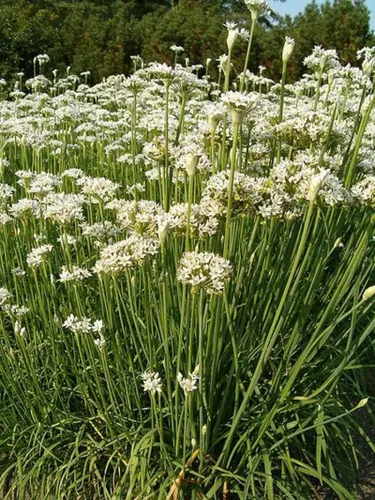 Miniatura 2 de 500 semillas de cebollino de ajo, reliquia, sin OMG, semillas siempre frescas. Semillas de siembra para el jardín de verduras y hierbas en el hogar
