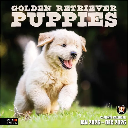 RED EMBER Golden Retriever Puppies - Calendario de pared 2026 de 12 meses | 12 x 24 pulgadas abierto | Papel grueso y resistente | Regalo de
