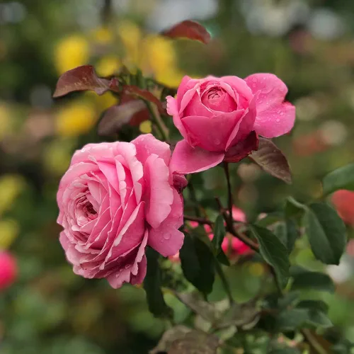 Miniatura 4 de Rosas de té híbridas de reliquia, planta de raíz propia viva para jardín al aire libre, Sister Emmanuelle™, excepcionalmente fragantes, zonas