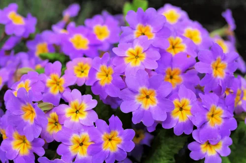 Miniatura 7 de 50 semillas mixtas de flores de planta de interior con sombra de prímula vulgaris