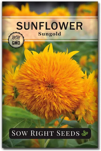 Sow Right Seeds - Semillas de girasol enano Sungold para plantar - Paquete de reliquia sin OMG con instrucciones para cultivar - Variedad corta,