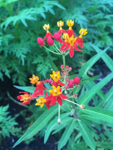 Miniatura 4 de UtopiaSeeds Semillas de flor de algodoncillo de sangre - Atrae y alimenta mariposas monarca