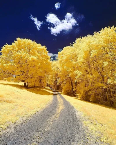 Gingko Biloba - Semillas de árbol para plantar - Hojas comestibles que promueven la memoria y el vigor - Semillas de ginko (20 semillas)